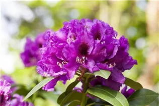  - Rhododendron 'Rasputin'