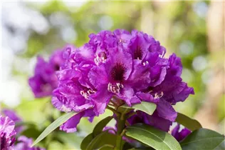  - Rhododendron 'Rasputin'