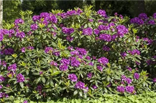  - Rhododendron 'Rasputin'