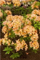  - Rhododendron rustica 'Freya'