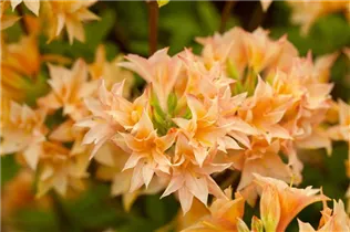  - Rhododendron rustica 'Freya'