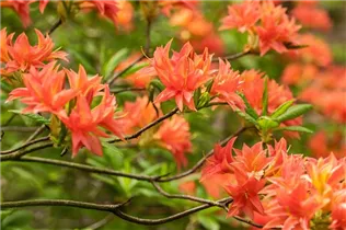  - Rhododendron rustica 'Freya'