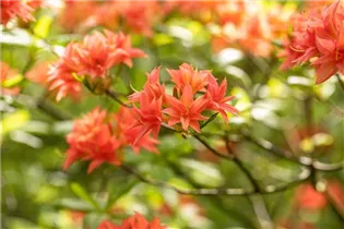  - Rhododendron rustica 'Freya'