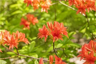  - Rhododendron rustica 'Freya'