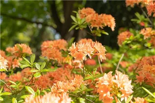  - Rhododendron rustica 'Freya'