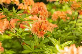  - Rhododendron rustica 'Freya'