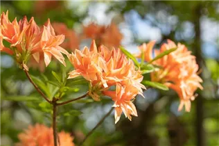  - Rhododendron rustica 'Freya'