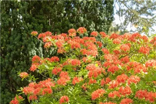  - Rhododendron rustica 'Freya'