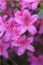  - Rhododendron 'Red Pimpernel'