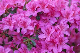  - Rhododendron 'Red Pimpernel'