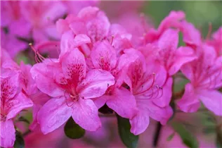  - Rhododendron 'Red Pimpernel'