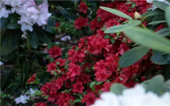  - Rhododendron repens