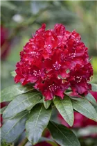  - Rhododendron 'Sammetglut'