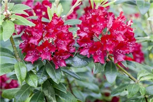  - Rhododendron 'Sammetglut'