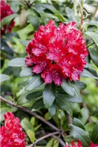  - Rhododendron 'Sammetglut'