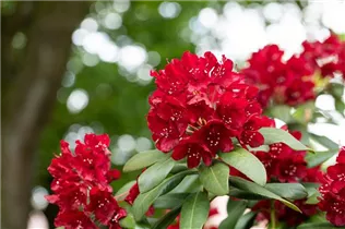  - Rhododendron 'Sammetglut'
