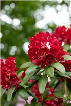  - Rhododendron 'Sammetglut'
