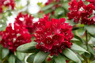  - Rhododendron 'Sammetglut'