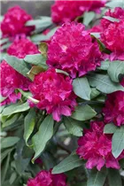  - Rhododendron 'Vilem Heckel'