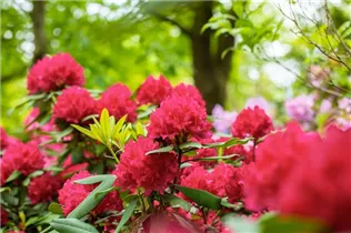  - Rhododendron 'Vilem Heckel'