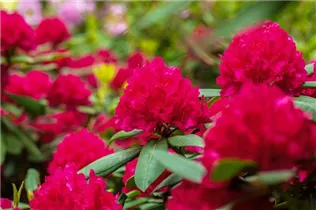  - Rhododendron 'Vilem Heckel'