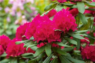  - Rhododendron 'Vilem Heckel'
