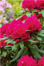  - Rhododendron 'Vilem Heckel'