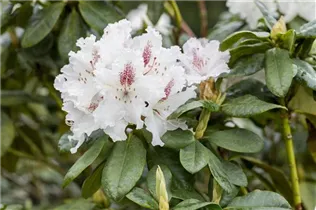  - Rhododendron 'Schneeauge'