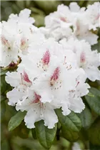  - Rhododendron 'Schneeauge'