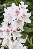  - Rhododendron 'Schneeauge'