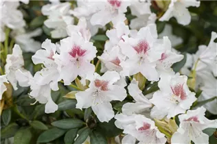  - Rhododendron 'Schneeauge'