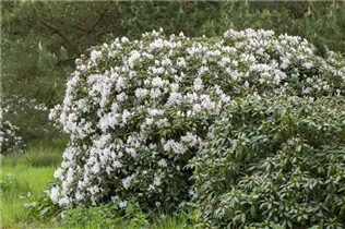  - Rhododendron 'Schneeauge'