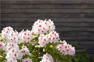  - Rhododendron 'Schneeauge'