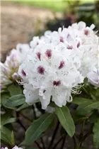  - Rhododendron 'Schneebukett'