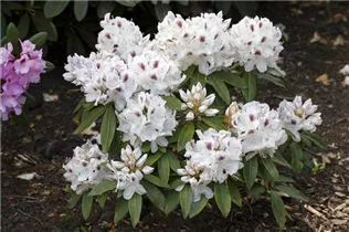  - Rhododendron 'Schneebukett'