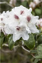  - Rhododendron 'Schneebukett'