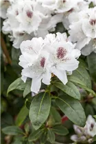  - Rhododendron 'Schneebukett'