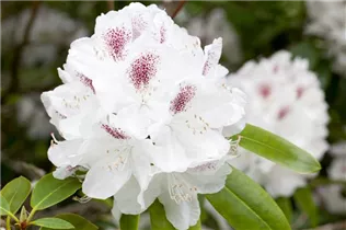  - Rhododendron 'Schneebukett'