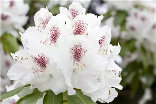  - Rhododendron 'Schneebukett'