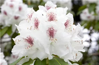  - Rhododendron 'Schneebukett'