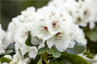  - Rhododendron 'Schneebukett'