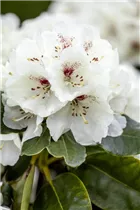  - Rhododendron 'Schneebukett'