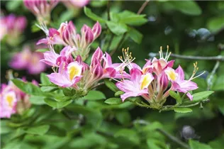  - Rhododendron viscosum