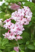  - Rhododendron viscosum