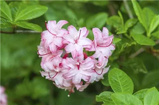  - Rhododendron viscosum
