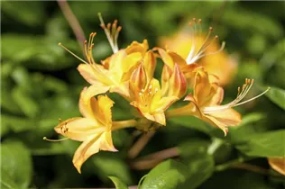  - Rhododendron viscosum 'Arpege'