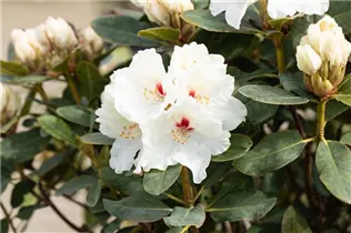  - Rhododendron 'Schneespiegel'®