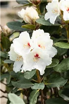  - Rhododendron 'Schneespiegel'®