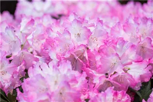 - Rhododendron 'Seestadt Bremerhaven'  - Rhododendron 'Seestadt Bremerhaven'