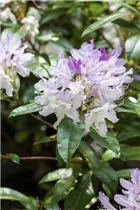  - Rhododendron 'Septembercharm'
